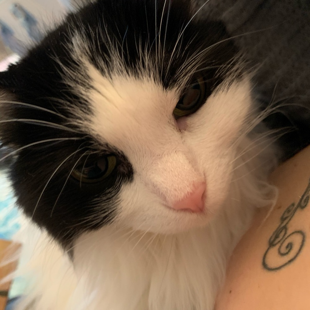 Meet your Posher, Nikki